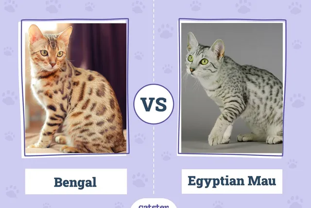 Bengal vs. Egyptian Mau: Vet-Verified Main Differences (With Pictures)