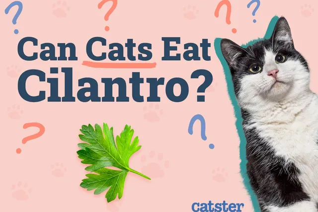 Can Cats Eat Cilantro? Vet-Reviewed Nutritional Facts & FAQ