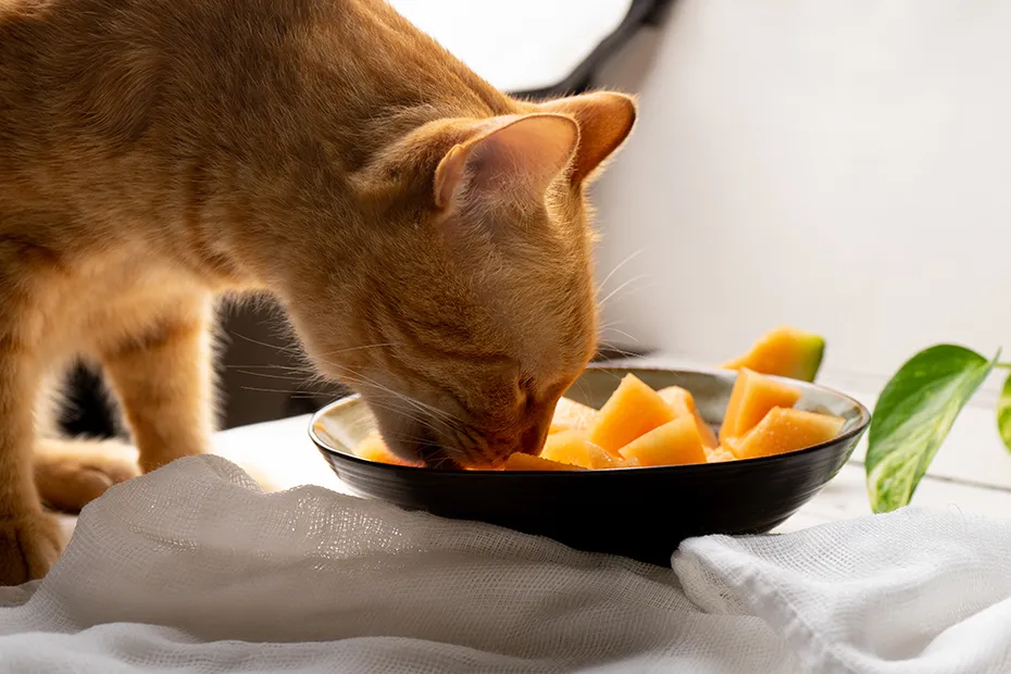 cat eating slices of melon