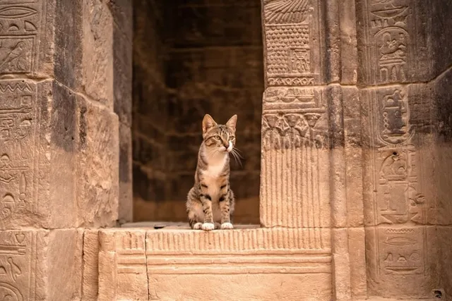 10 Historical Facts About Cats in Ancient Egypt