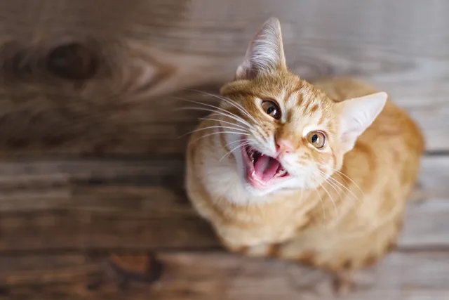 What Happens When a Cat Is in Heat? Vet-Verified Facts & FAQ