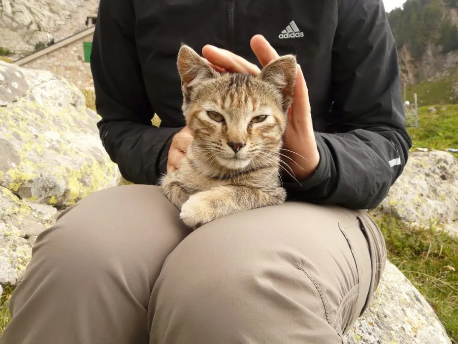 cat-lying-on-humans-lap