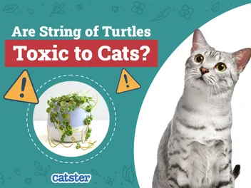 Are String of Turtles Toxic to Cats? Vet-Reviewed Safety Tips & Facts