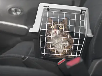Can I Carry My Cat in a Purse? Vet-Approved Safety Tips
