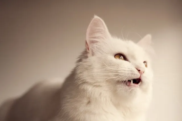 Is It True That All Cats Chirp? 5 Reasons Why They Do It