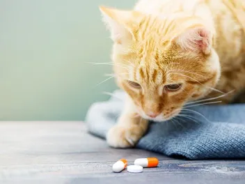 Can Cats Take Human Antibiotics? Vet-Reviewed Health Precautions & Risks