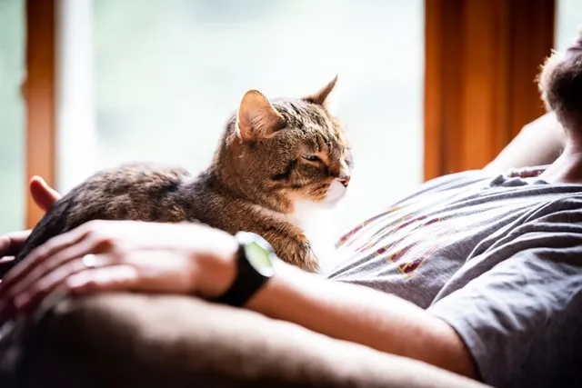 Do Cats Have an Alpha Human or Favorite Person? Vet-Verified Facts & Tips
