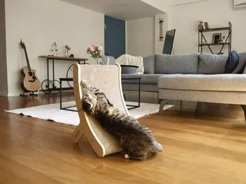 10 Best Cat Scratching Posts for Every Stage of Life (2026) – Reviews and Top Picks