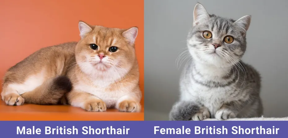 side by side Male VS Female British Shorthair