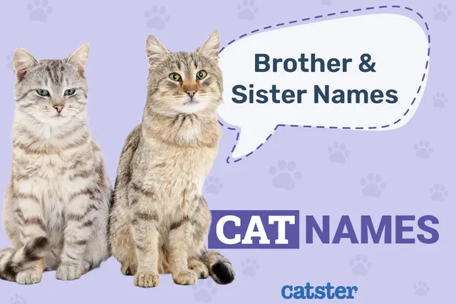 120 Brother and Sister Cat Names for Feline Sibling Pairs