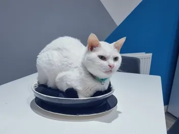 Cat Food: Why It Pays to Get It Right