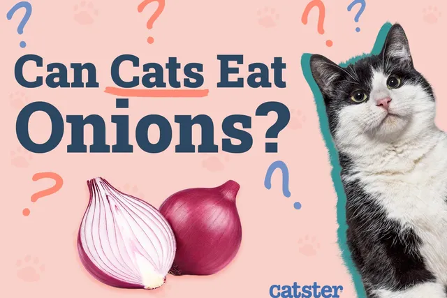 Can Cats Eat Onions? Vet-Reviewed Risks & Dangers