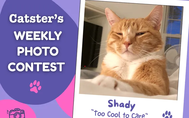 Catster’s Weekly Photo Contest Winners: Too Cool to Care (October 12, 2026)