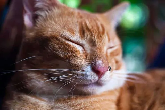 How to Prevent Insect Bites on Cats: 6 Useful Tips