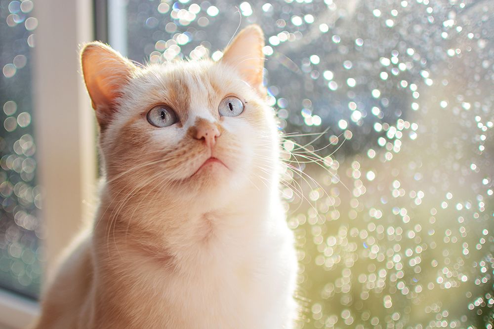 close up ragamuffin beside the window