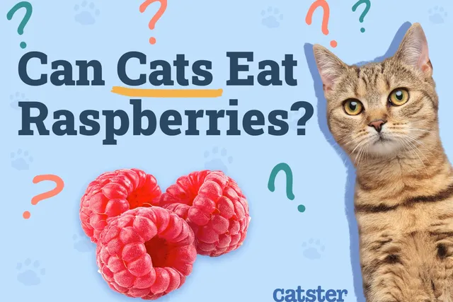 Can Cats Eat Raspberries? Vet Reviewed Nutritional Facts & Safety Guide