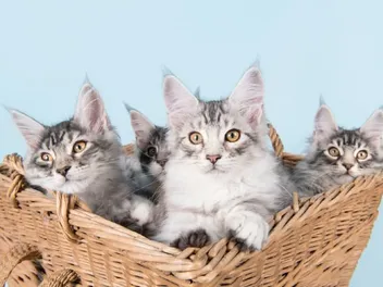 4 DIY Cat Beds Using Baskets You Can Make at Home (Vet-Approved With Pictures)