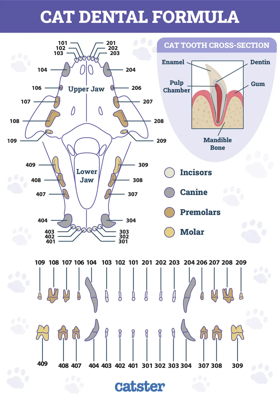 cat dental formula, cat teeth