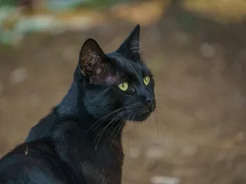 Asian Cat: Info, Pictures, Temperament & Care Guide