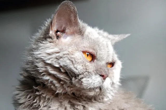 4 Curly-Haired Cat Breeds (With Info & Pictures)