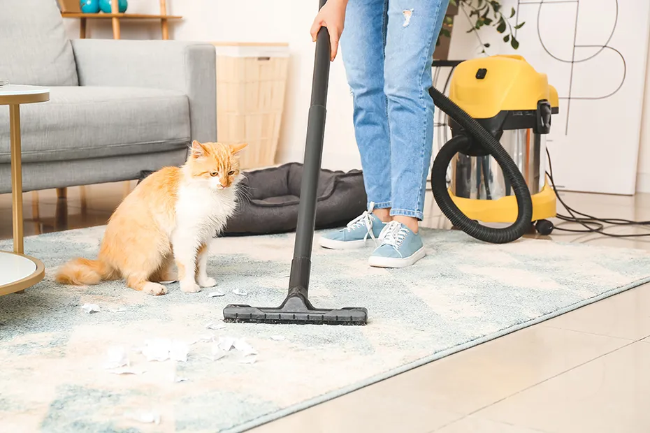 person vacuuming the carpet in front of the cat