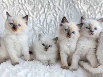 Ragdoll Kittens for Sale in Tennessee: Breeders List 2026