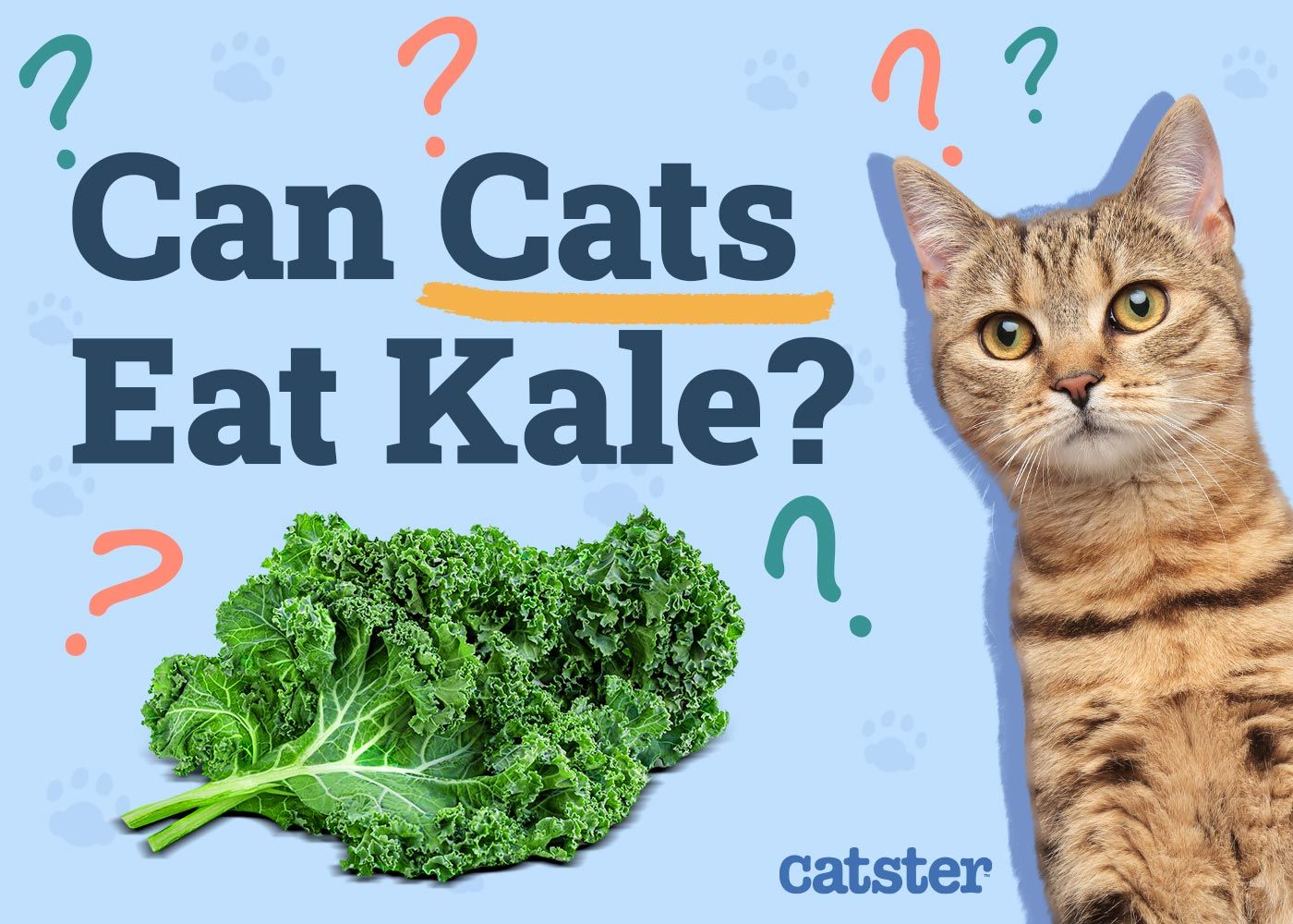 Can Cats Eat Kale
