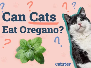 Can Cats Eat Oregano? Vet-Verified Toxicity Facts & What to Do