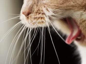 Cat Laryngitis: Our Vet Explains Causes, Signs, & Treatments