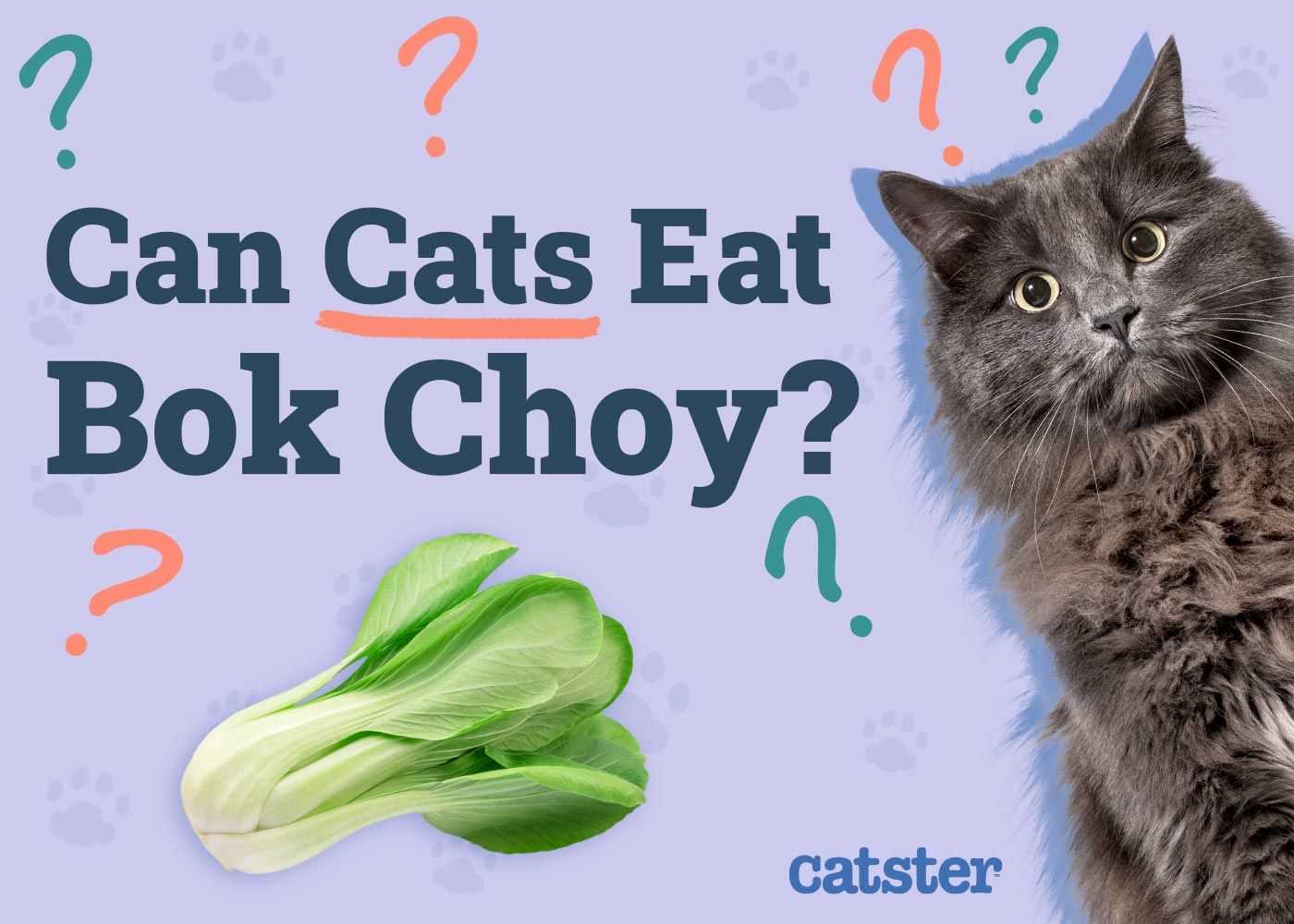 Can Cats Eat Bok Choy