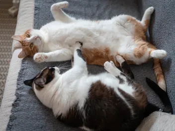 Cat Reproduction & Mating: Vet-Approved Facts & Explanation