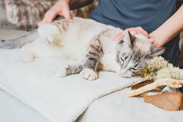 Does Massage Help Constipation in Cats? Vet-Verified Facts & Treatments