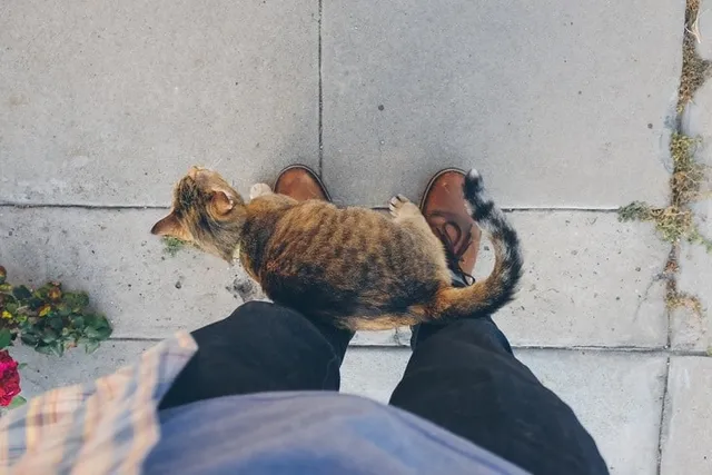 Why Do Cats Invade Your Personal Space? 4 Vet-Reviewed Reasons