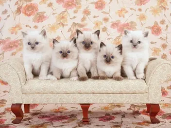 Ragdoll Kittens for Sale in Arkansas: 2026 Breeder List