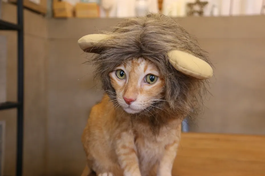 cat-wearing-lion-costume