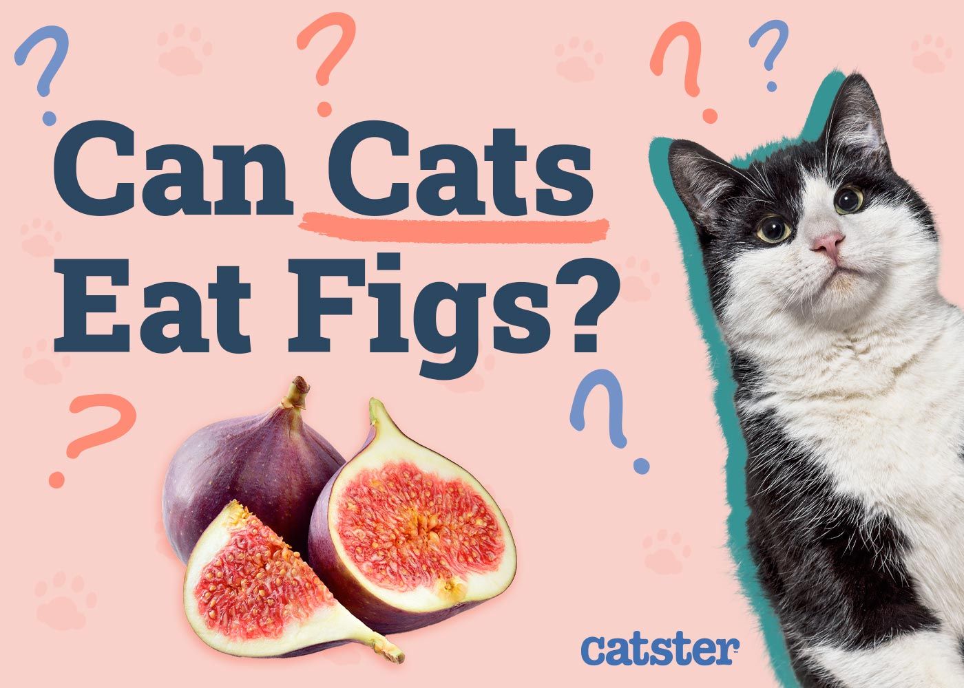 Can Cats Eat Figs