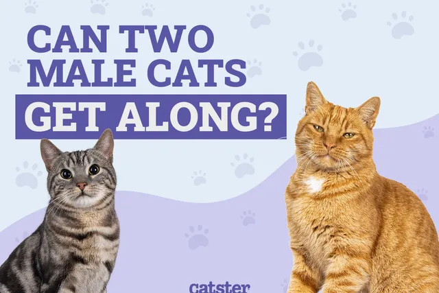 Can Two Male Cats Get Along? Interesting Facts & FAQ