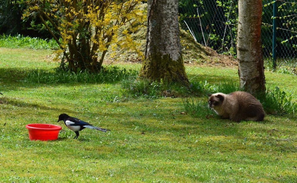 cat watching a bird drinking