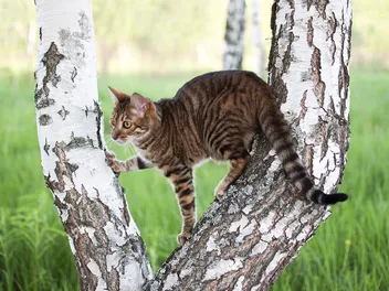 8 Cat Breeds That Look Like Tigers & Lions (With Info & Pictures)