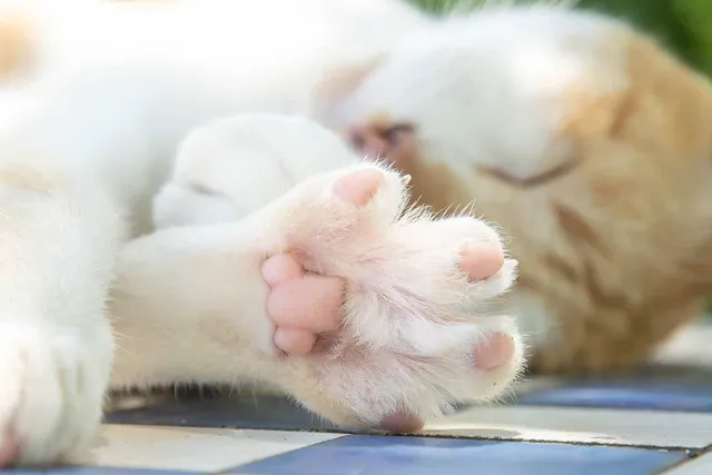 Do Cat Paw Pads Change Color? Vet Approved Facts & FAQ