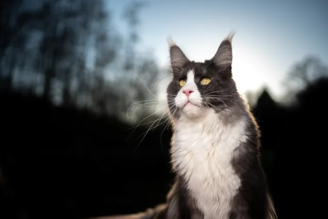 Tuxedo Maine Coon: Info, Pictures, Facts & History