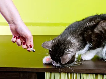9 Best Laser Pointers for Cats in 2026 - Reviews & Top Picks