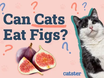 Can Cats Eat Figs? Nutrition Facts & FAQ (Vet Answer)