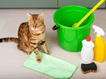 How to Keep a House Clean With Cats: 7 Expert Tips