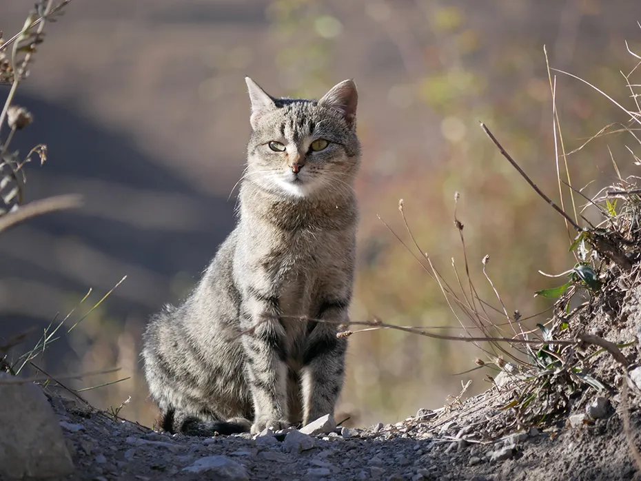 american keuda cat