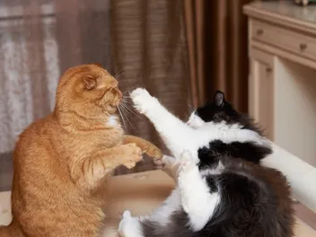 How to Stop My Cat From Bullying My Other Cat: 7 Vet-Reviewed Tips & Tricks