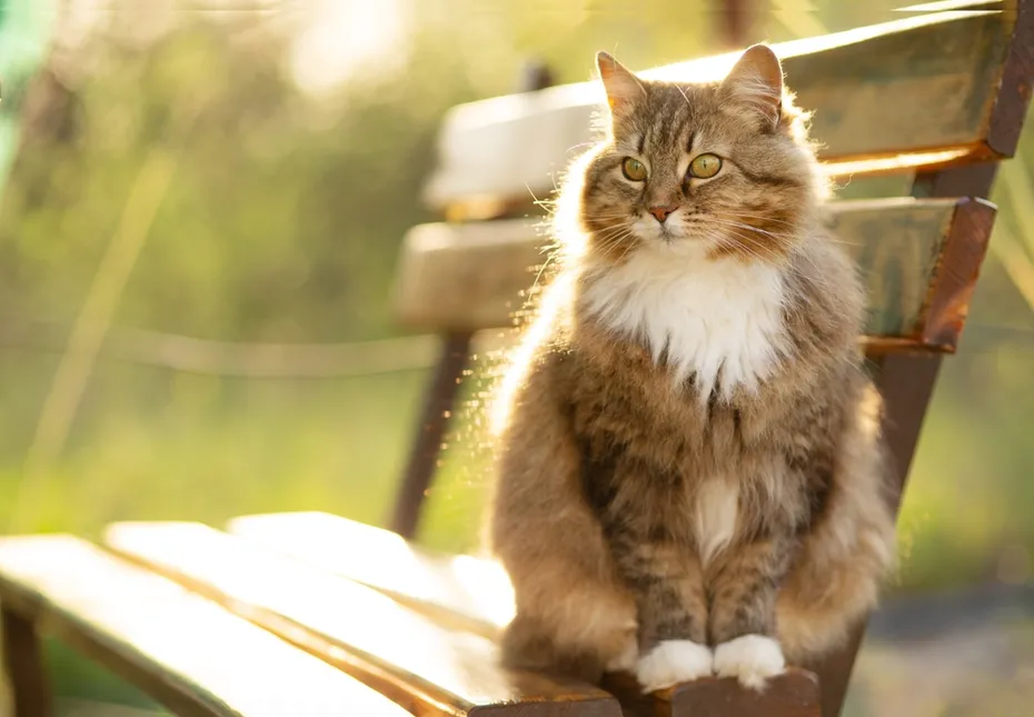 Ginger Siberian cat walking in rural yard