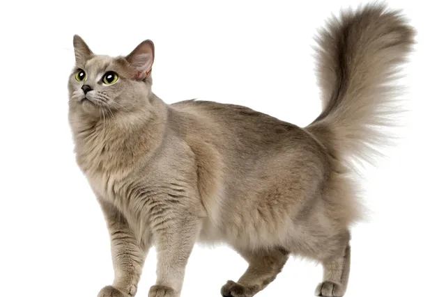 Asian Semi-Longhair Cat Breed Info: Pictures, Traits & Facts