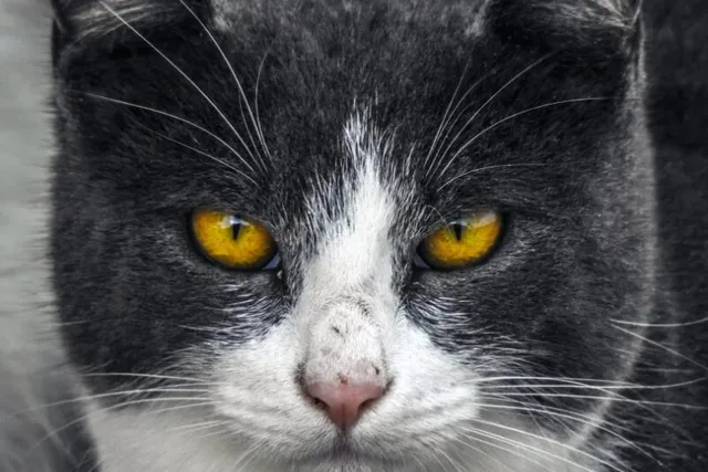Why Does My Cat Have Whiskers on Their Eyebrows? Vet-Verified Facts & Functions