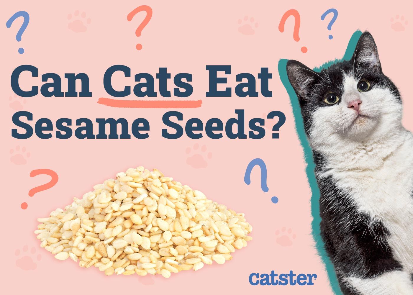 Can Cats Eat Sesame Seeds